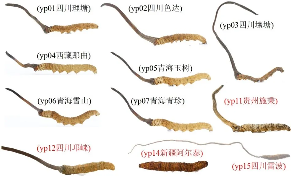 药典