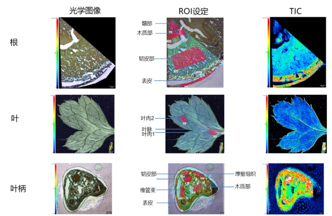 毒性研究